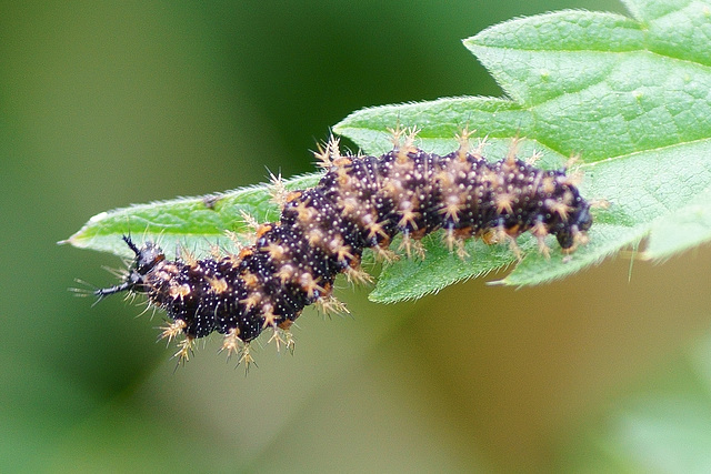 Kleine Raupe bei der Mahlzeit