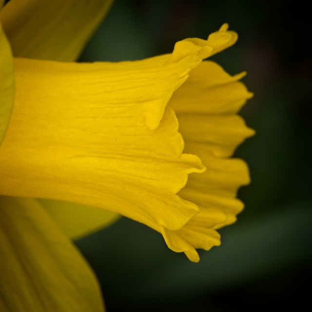 Daffodil