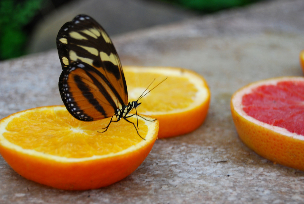 Fruit left on the table!