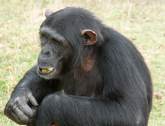 South Africa Chimp Eden IGP5891