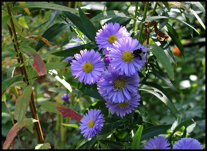 Aster  (1)