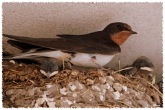 Barn swallow