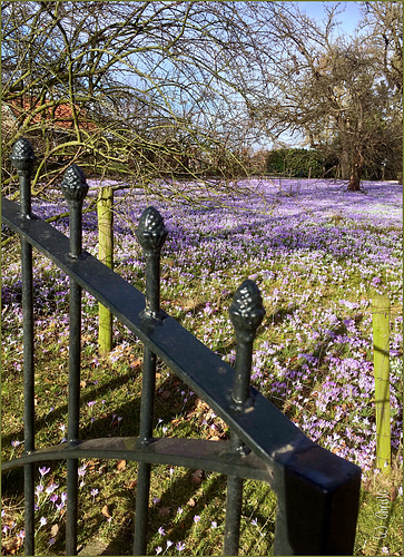 Purple Blanket behind the Gate...