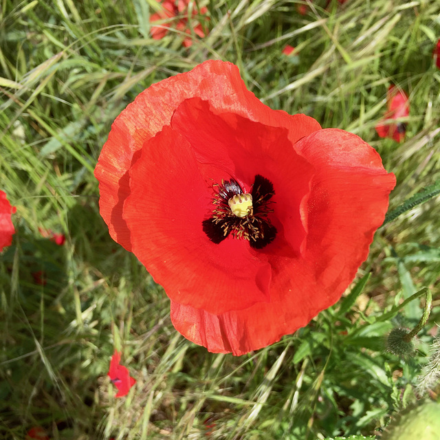 FLOR ET FAUNE DIVERSES