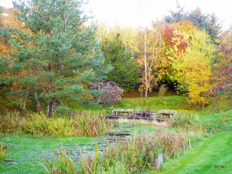 Autumn colours by the pond