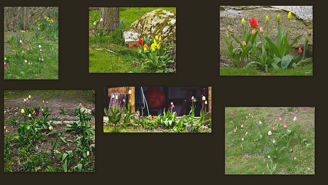 The tulips are beginning to appear by the pond...