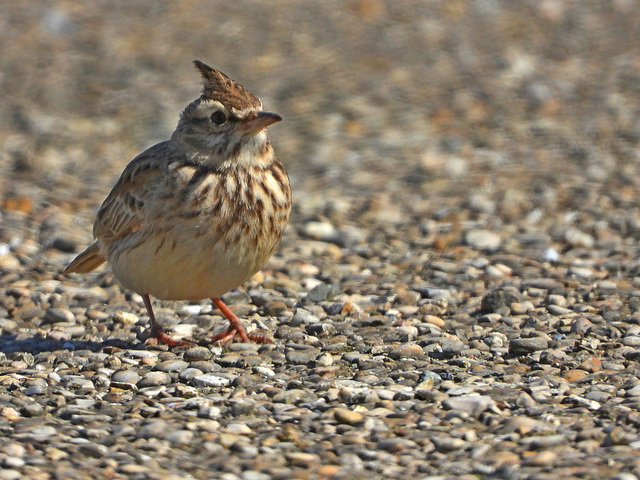 cochevis huppé