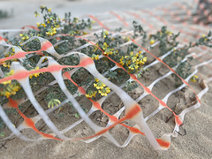 Lotus creticus, HFF IS NOW CLOSED, SEE YOU NEXT FRIDAY!