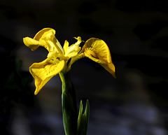 Iris jaune