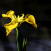 Iris jaune