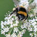 EOS R7 Peter Harriman 13 38 51 9047 38 bumbleBee dpp