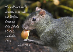 Spruchkarte 1/2017 - gedruckt