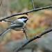 Black-capped Chickadee