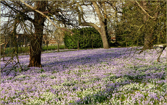 It's all Purple and White in the Orchard...