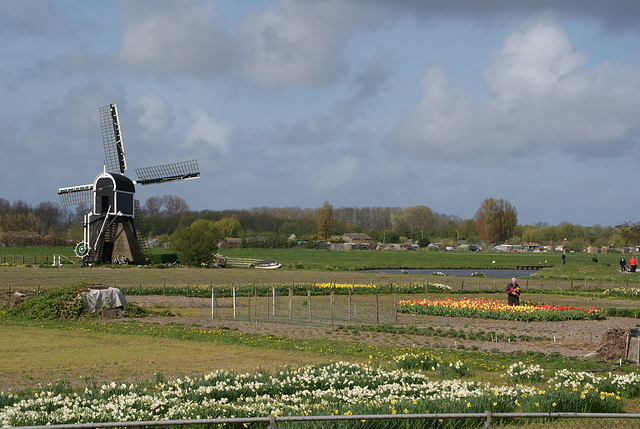 Hoogewegse Molen und Gärtnerei bei Noordwijk
