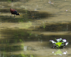 Northern Jacana