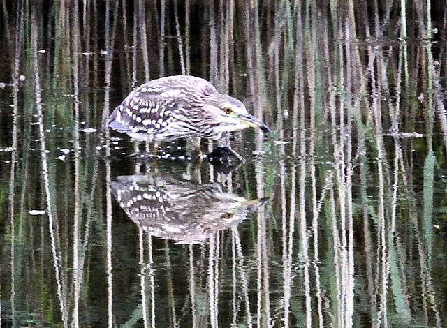 Nachtreiher (Jungvogel)