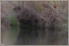 Voir ce petit oiseau en haut à droite