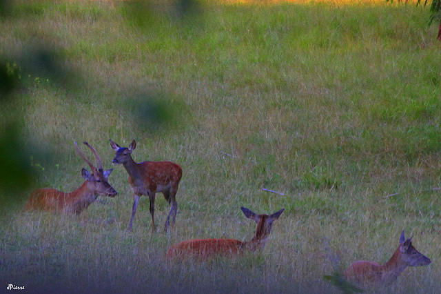 Daguet, biche et faons