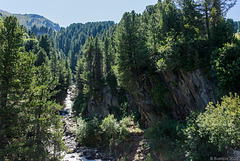 auf dem Zirbenweg bei Obergurgl (© Buelipix)