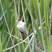 Reed warbler