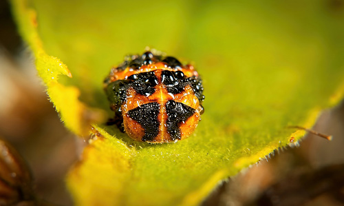 Die Puppe eines Asiatischen Marienkäfer (Harmonia axyridis) ist mir zufällig ins Auge gekommen :))  The pupa of an Asian lady beetle (Harmonia axyridis) happened to catch my eye :))  La nymphe d'une coccinelle asiatique (Harmonia axyridis) a attir