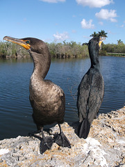 Cormorans romantiques