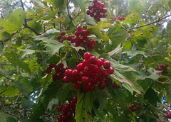 20150918 151407Hw [D~SHG] Wasser-Schneeball (Viburnum opulus), Fischteiche, Rinteln