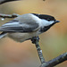 Black-capped Chickadee