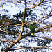 Is this a Blue-headed Parrot or an Orange-winged Parrot, Brasso Seco trip, afternoon