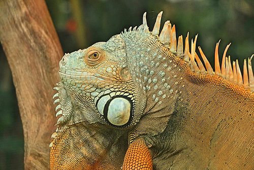 Green Iguana