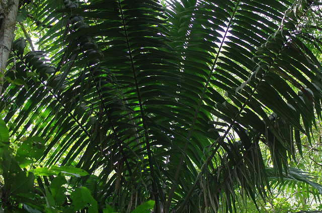 Big palm