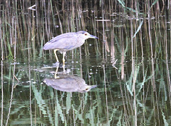 Nachtreiher  (Jungvögel)