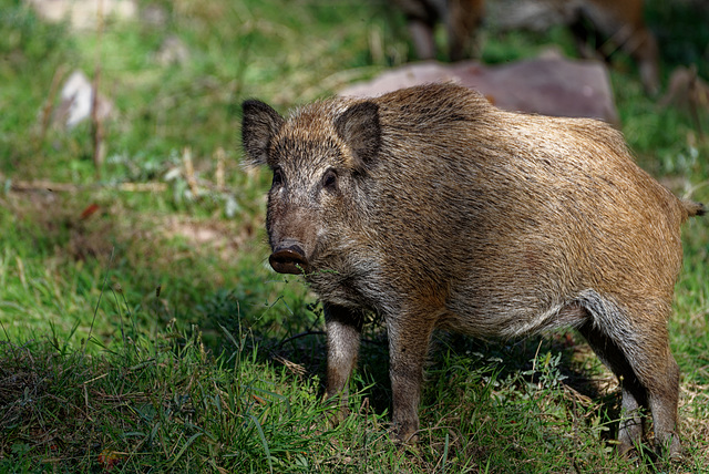 19.09.22 Wildpark Eulbach 9