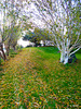 Autumn colours by the pond