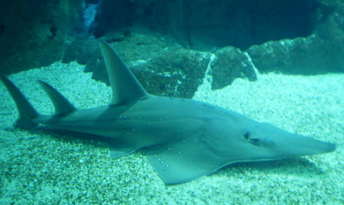 White-spotted guitar-fish (Rhinobatos albomaculatus).