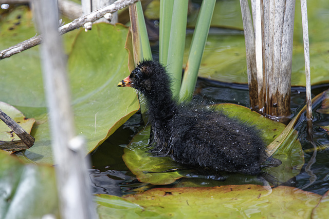 Moorhen chick