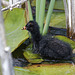 Moorhen chick