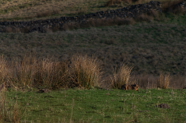 Sleepy Brown Hare