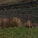 Sleepy Brown Hare