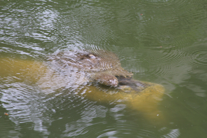 Schildkröte