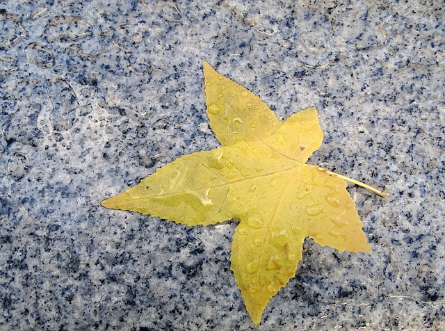 Autumn rain