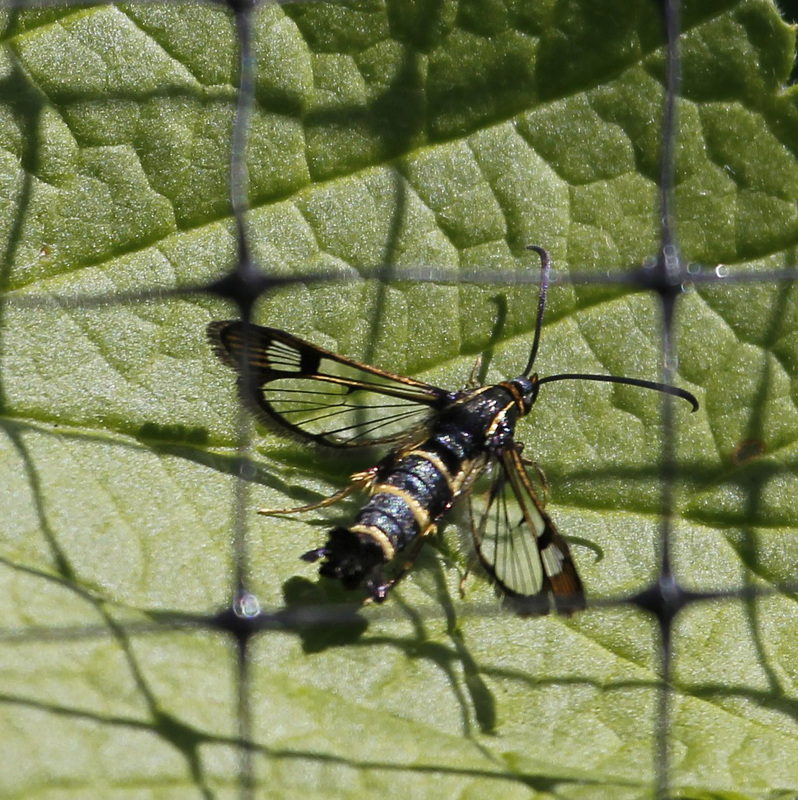 Sésie du Groseillier