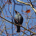 sunbathing starling