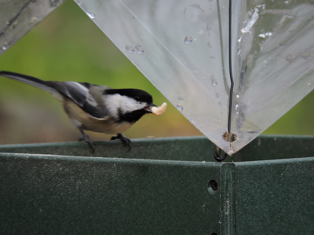 Black-capped Chickadee