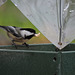 Black-capped Chickadee