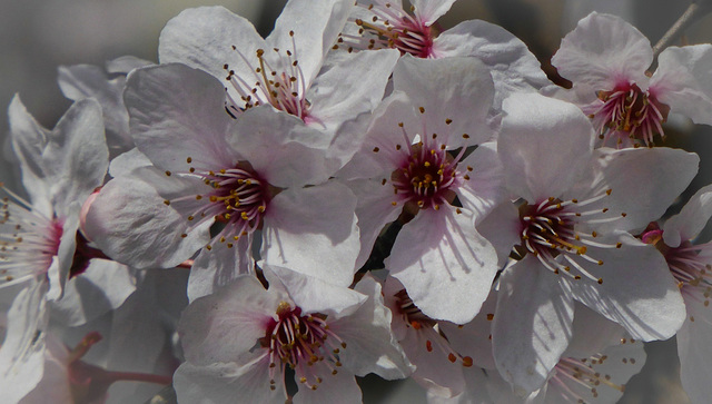 Der Frühling kommt