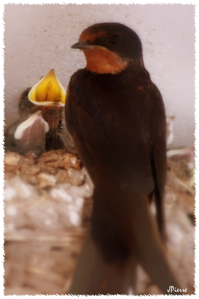 Barn swallow