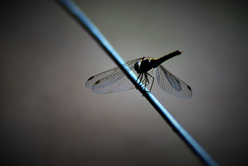 Sitting on a wire fence!