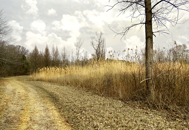 Inwood trails, Washington Township, Michigan